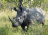 Ceratotherium_simum_Kruger_Park_02
