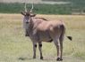 Common_eland_mara Common_eland_mara