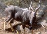 Male_nyala2 Male_nyala2