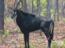 Sable_bull