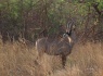 Sigurd_Treske_pferdeantilope_afrika Sigurd_Treske_pferdeantilope_afrika